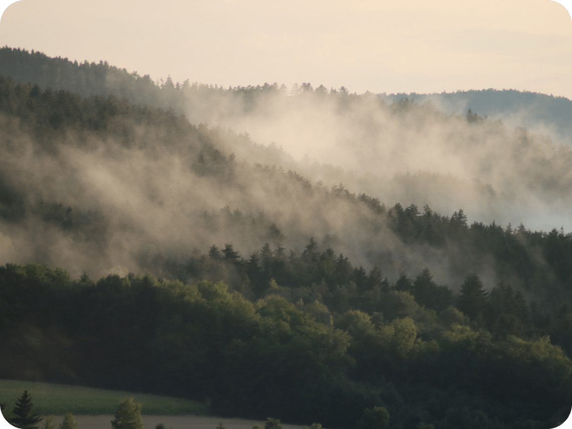 une forêt d'arbres sombres avec une épaisse brume basse