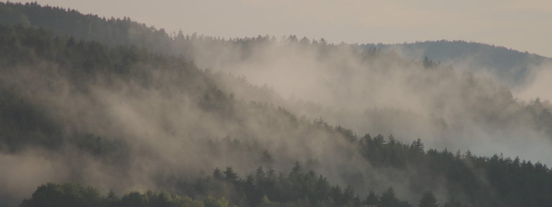 une forêt d'arbres sombres avec une épaisse brume basse