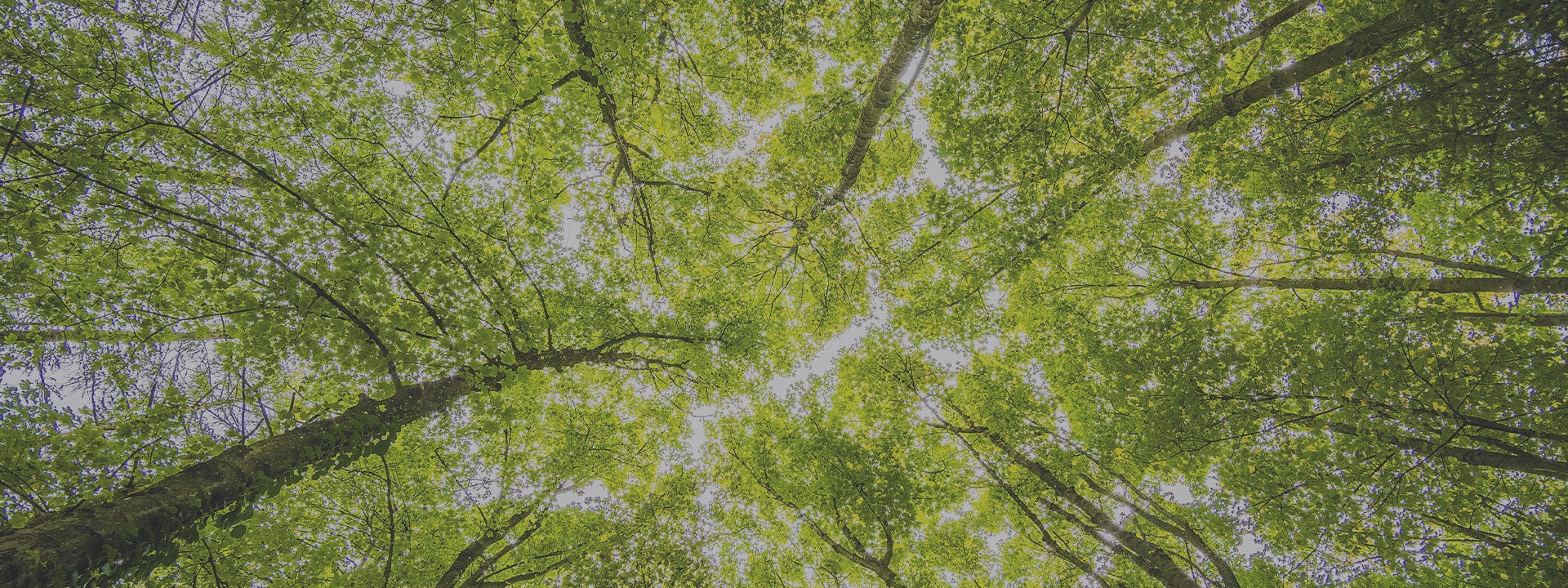 image prise depuis le sol, en regardant vers le haut une canopée d'arbres avec la lumière du soleil pénétrant à travers les trous.