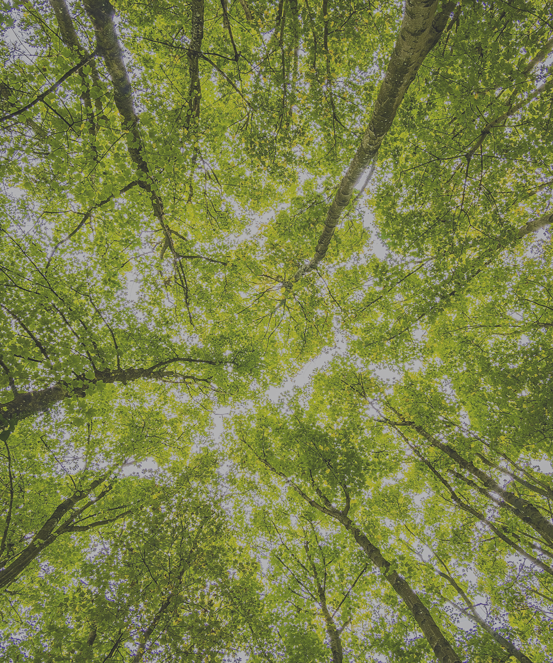 image taken from the ground, looking up into a canopy of trees with sunlight breaking through the gaps